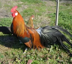 Fénix enano
