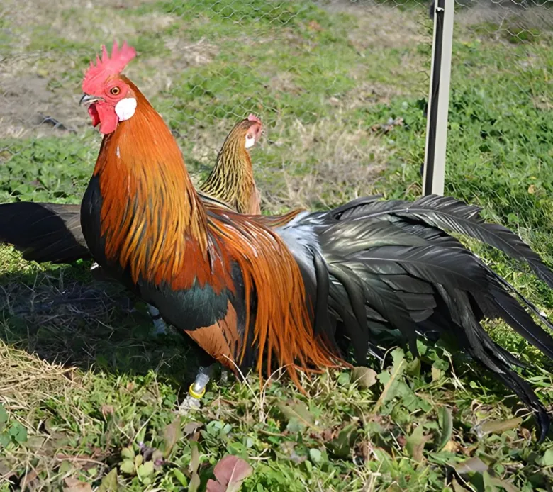Fénix enano