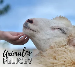 Forrajera para ovejas
