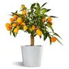 Fortunella Kumquat