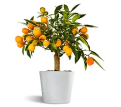 Fortunella Kumquat