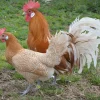 Frisona holandesa