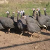 Gallina de Guinea