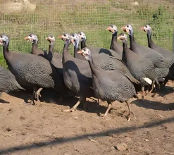 Gallina de Guinea