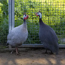 Gallina de Guinea