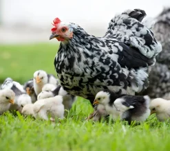 Gallina nodriza