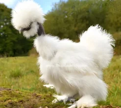Gallina nodriza