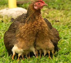 Gallina nodriza