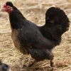 Gallina Pilili (Kika)