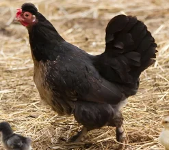 Gallina Pilili (Kika)