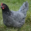 Gallina ponedora/campera azul