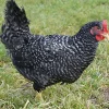 Gallina ponedora/campera barrada