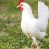 Gallina ponedora/campera blanca