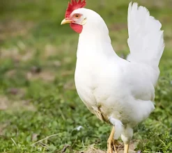 Gallina ponedora/campera blanca