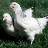 Gallina ponedora/campera blanco armiñado