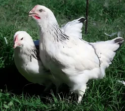 Gallina ponedora/campera blanco armiñado
