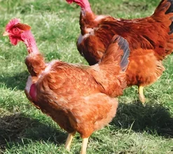 Gallina ponedora/campera cuello desnudo
