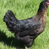Gallina ponedora/campera negra