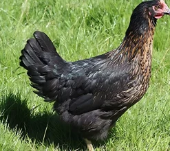 Gallina ponedora/campera negra