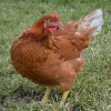 Gallina ponedora/campera roja