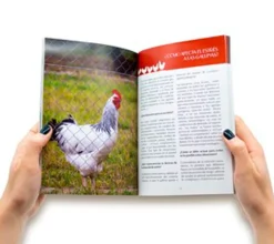Gallinas en casa: cuidados y consejos