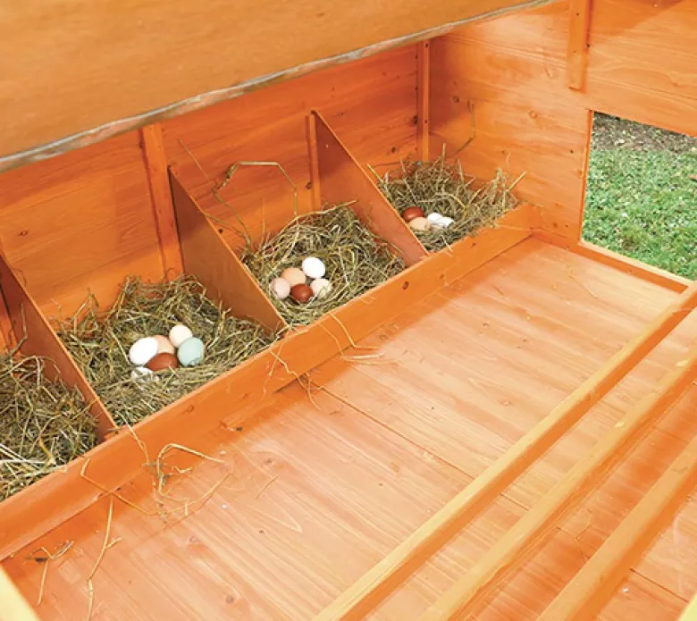 Gallinero Calgary