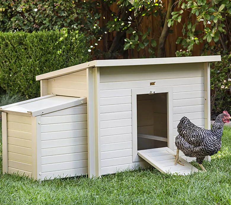 Gallinero Dallas