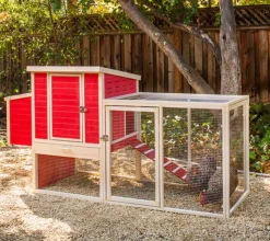 Gallinero Sonora