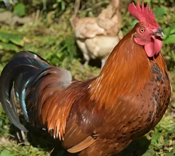 Gallo campero