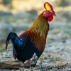 Gallo de Ceilán