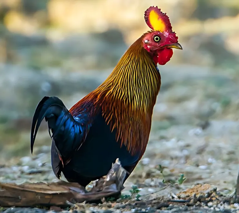 Gallo de Ceilán