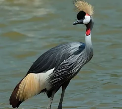 Grulla coronada