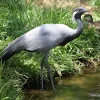Grulla damisela