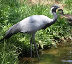 Grulla damisela