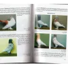Guía de las Palomas de raza