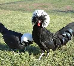 Holandesa moñuda