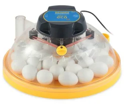 Incubadora Brinsea Maxi II Eco