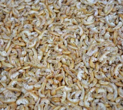 Insectos-Gammarus