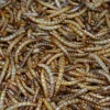 Insectos-Gusanos de la Harina