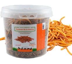 Insectos-Gusanos de la Harina