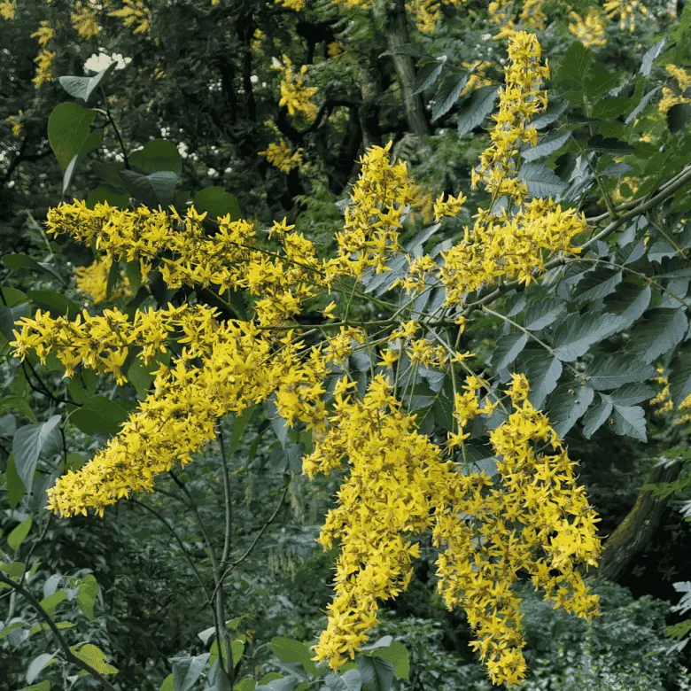 Koelreuteria