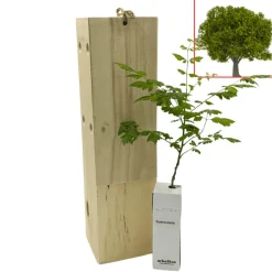 Koelreuteria