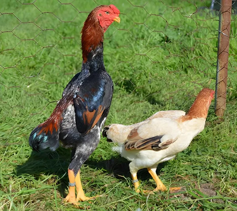 Ko-shamo