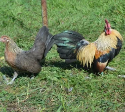 Kriel holandesa
