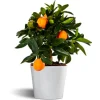 Kumquat