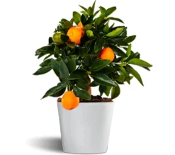 Kumquat