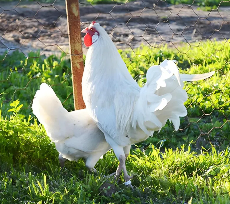 La fleche enano