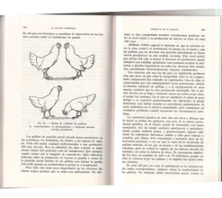 La gallina: nociones de fisiozootecnia