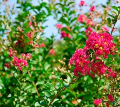 Lagerstroemia Indica