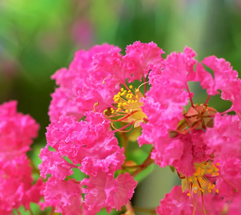 Lagerstroemia Indica
